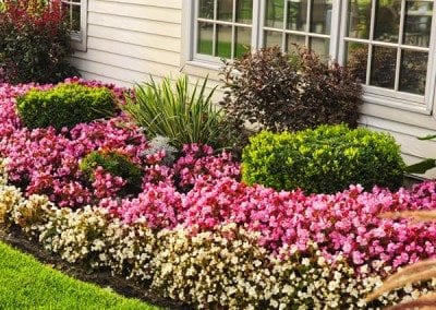 Flower beds with bushes