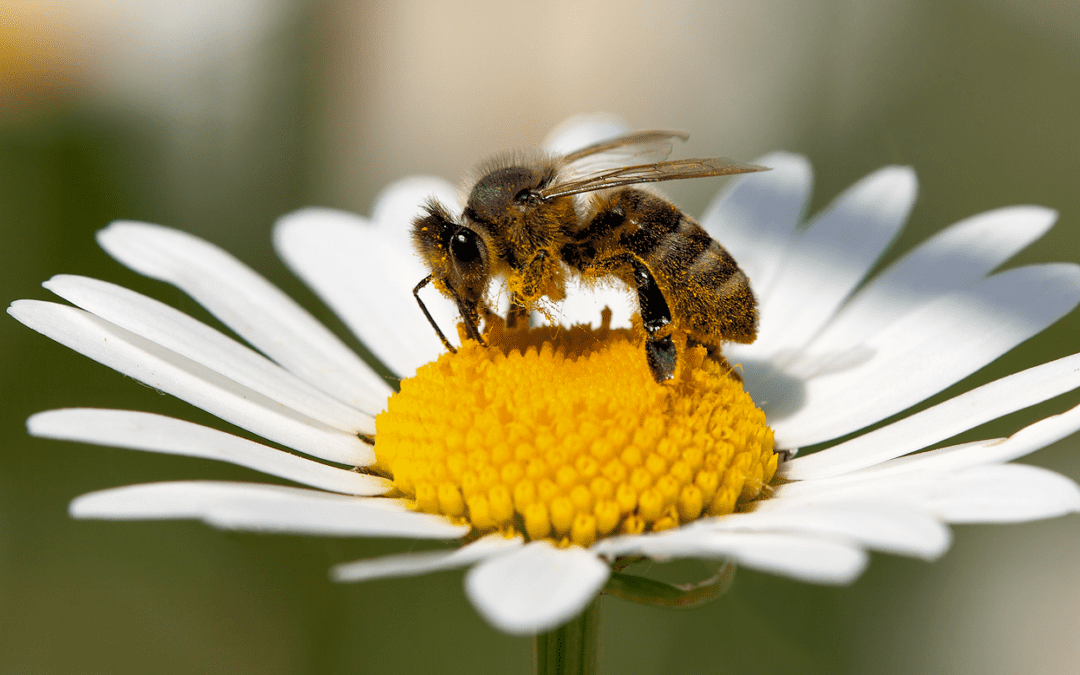 benefits of bees