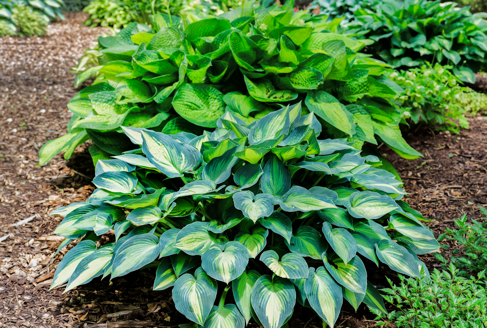 Learn About Hostas