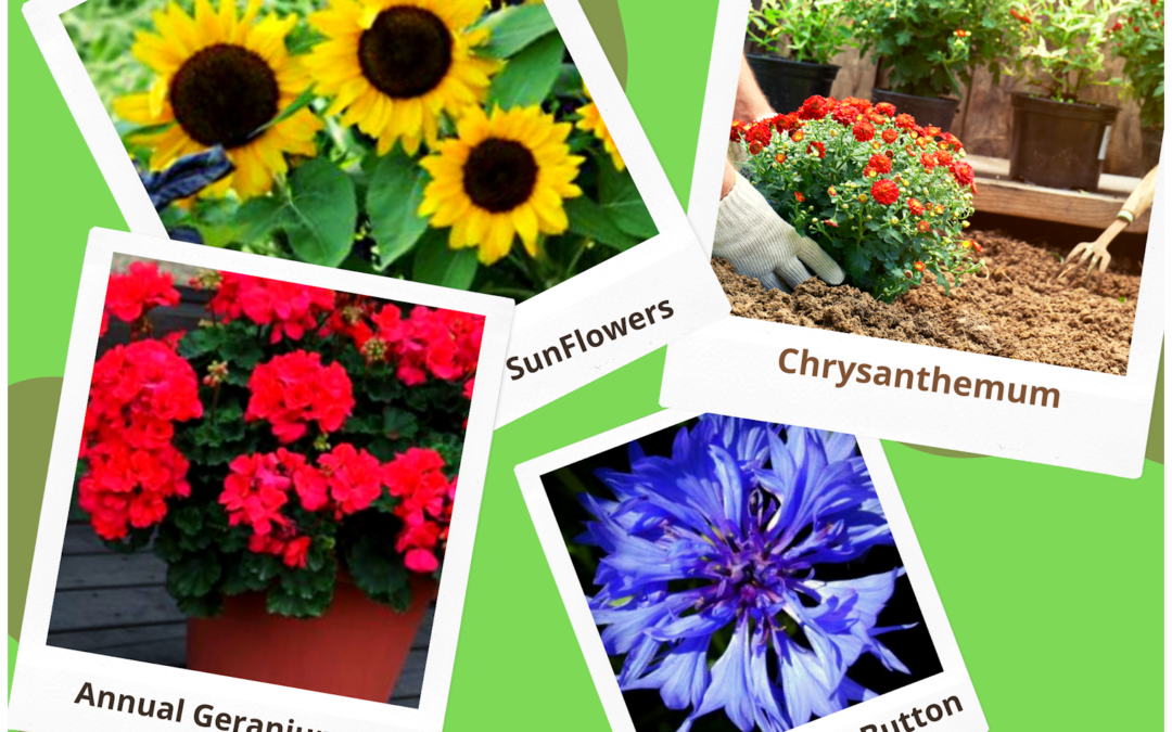 What is the difference between annuals and perennial?