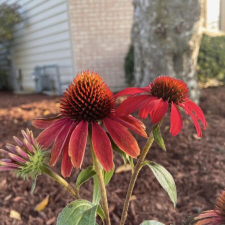 Frankly scarlet coneflower
